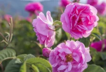 خواص گل محمدی برای مردان: از سلامت جنسی تا آرامش اعصاب