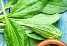 خواص بارهنگ برای عفونت روده: بررسی علمی، فواید و نکات احتیاطی