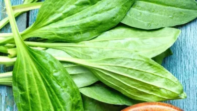 خواص بارهنگ برای عفونت روده: بررسی علمی، فواید و نکات احتیاطی