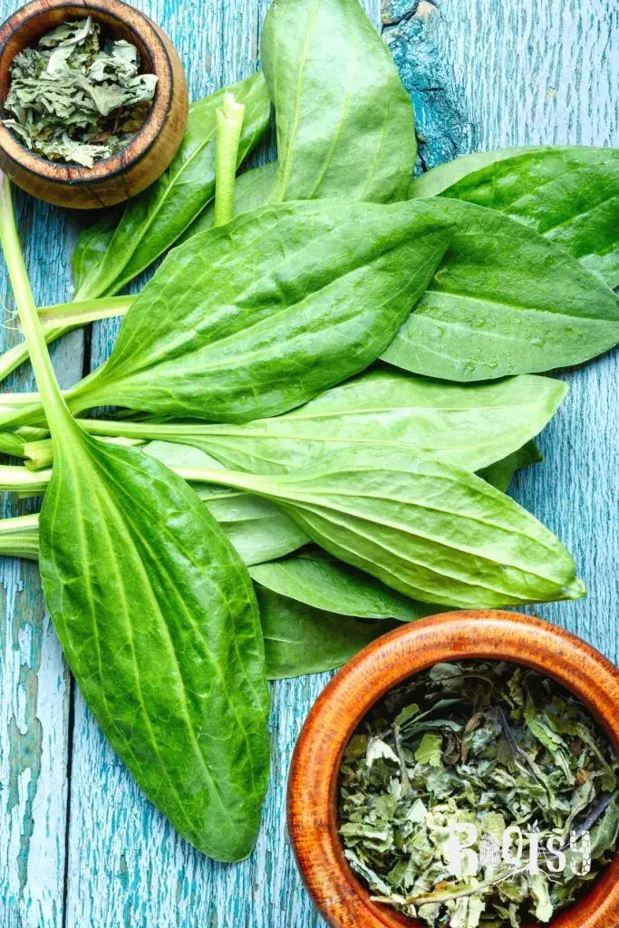 خواص بارهنگ برای عفونت روده: بررسی علمی، فواید و نکات احتیاطی