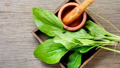 خواص بارهنگ برای یبوست: بررسی علمی، نحوه مصرف و عوارض جانبی احتمالی