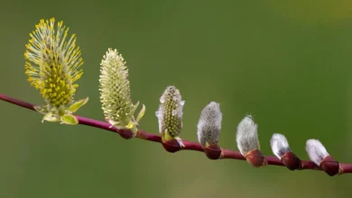 خواص بیدمشک برای معده: بررسی علمی فواید، عوارض و نحوه مصرف