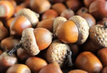 خواص بلوط برای پوست صورت: راهنمای علمی و کاربردی