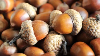 خواص بلوط برای پوست صورت: راهنمای علمی و کاربردی