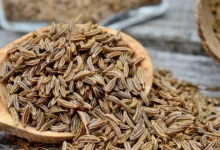 خواص زنیان برای کلیه: فواید علمی، نحوه مصرف و موارد احتیاط