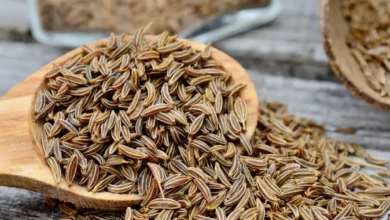 خواص زنیان برای کلیه: فواید علمی، نحوه مصرف و موارد احتیاط
