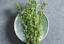 خواص رزماری برای پوست: راز یک عصاره باستانی و مدرن