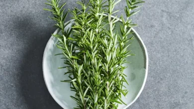 خواص رزماری برای پوست: راز یک عصاره باستانی و مدرن