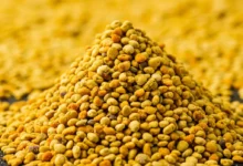 خواص گرده گل برای مردان: حقیقت، شواهد علمی و نحوه مصرف صحیح