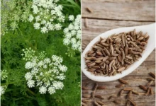 خواص زنیان برای یبوست: از علم تا طب سنتی