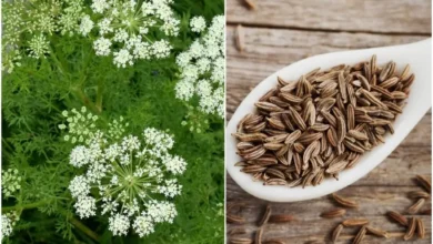 خواص زنیان برای یبوست: از علم تا طب سنتی