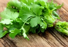 خواص گشنیز برای پوست: نگاهی جامع به فواید و نکات ایمنی