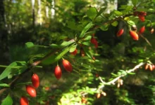 خواص آب زرشک برای مدیریت قند خون: بررسی علمی و نکات کاربردی