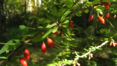خواص آب زرشک برای مدیریت قند خون: بررسی علمی و نکات کاربردی
