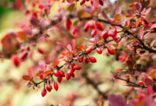 خواص آب زرشک برای غلظت خون: بررسی علمی، فواید و نکات احتیاطی