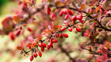 خواص آب زرشک برای غلظت خون: بررسی علمی، فواید و نکات احتیاطی