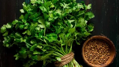 خواص گشنیز برای سرماخوردگی و تقویت سیستم ایمنی