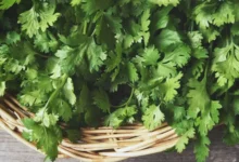 خواص گشنیز برای لاغری: بررسی علمی فواید، مکانیسم و نکات احتیاطی
