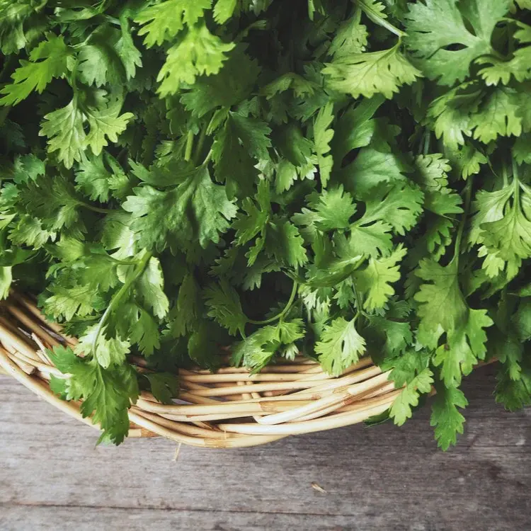 خواص گشنیز برای لاغری: بررسی علمی فواید، مکانیسم و نکات احتیاطی