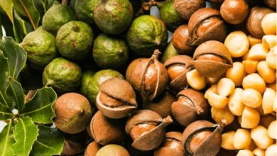 خواص ماکادمیا برای لاغری و سلامت: آیا این آجیل پرچرب می‌تواند به کاهش وزن کمک کند؟