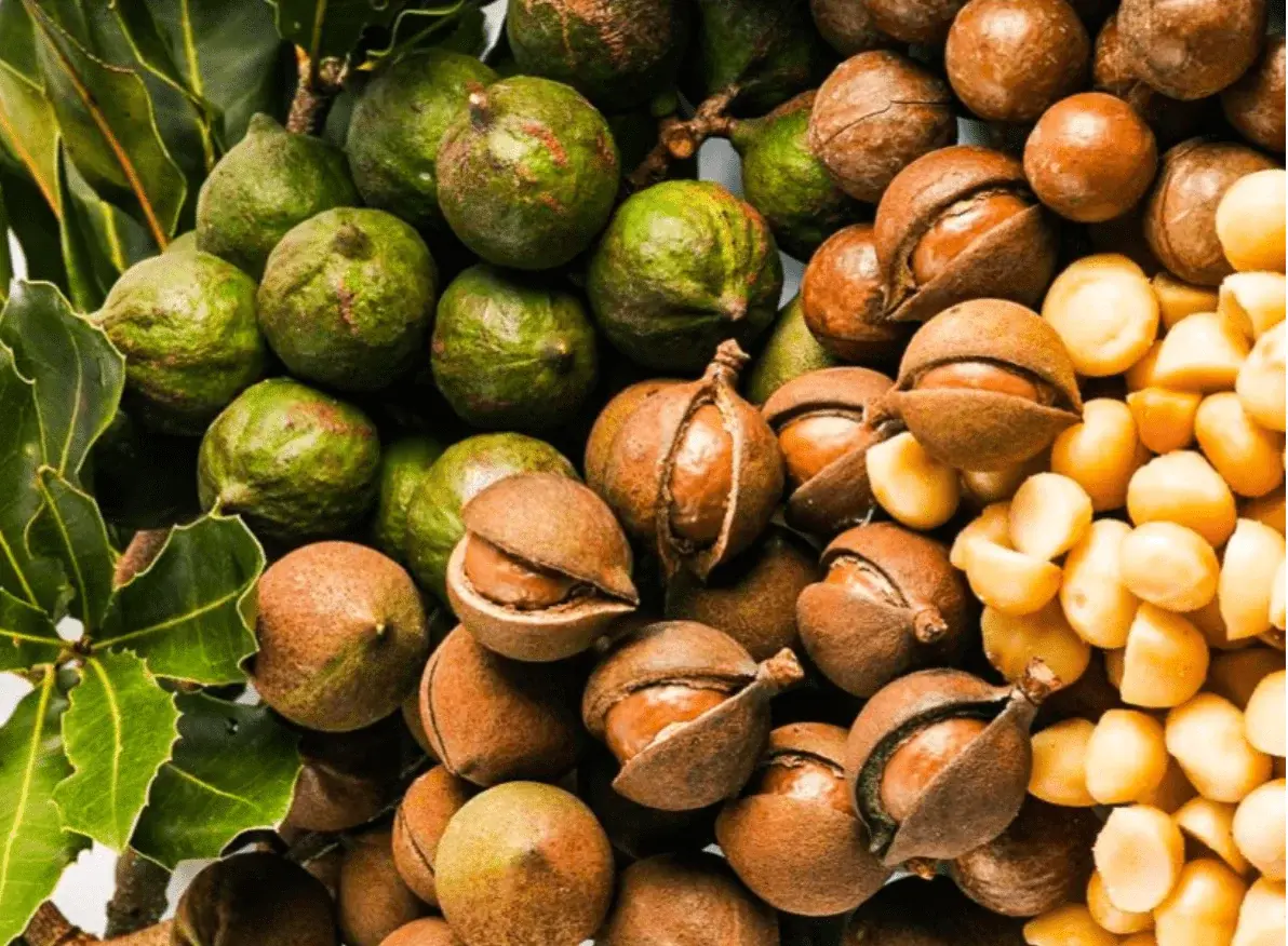 خواص ماکادمیا برای لاغری و سلامت: آیا این آجیل پرچرب میتواند به کاهش وزن کمک کند؟ خواص ماکادمیا برای لاغری و سلامت: آیا این آجیل پرچرب میتواند به کاهش وزن کمک کند؟