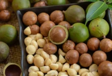 خواص ماکادمیا برای کودکان: راهنمای کامل و علمی