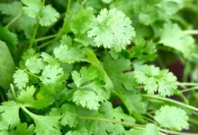 خواص گشنیز برای کلیه: فواید، شواهد علمی و نکات احتیاطی