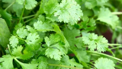 خواص گشنیز برای کلیه: فواید، شواهد علمی و نکات احتیاطی
