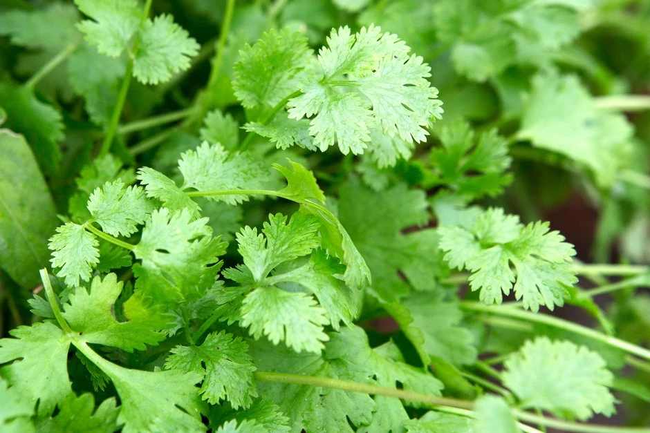 خواص گشنیز برای کلیه: فواید، شواهد علمی و نکات احتیاطی