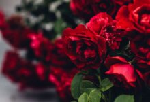خواص گل سرخ برای پوست: گنجینه‌ای برای سلامت و زیبایی