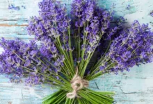 اسطوخودوس و باروری: بررسی شواهد علمی، فواید احتمالی و نکات ایمنی