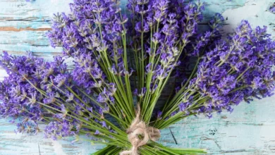 اسطوخودوس و باروری: بررسی شواهد علمی، فواید احتمالی و نکات ایمنی