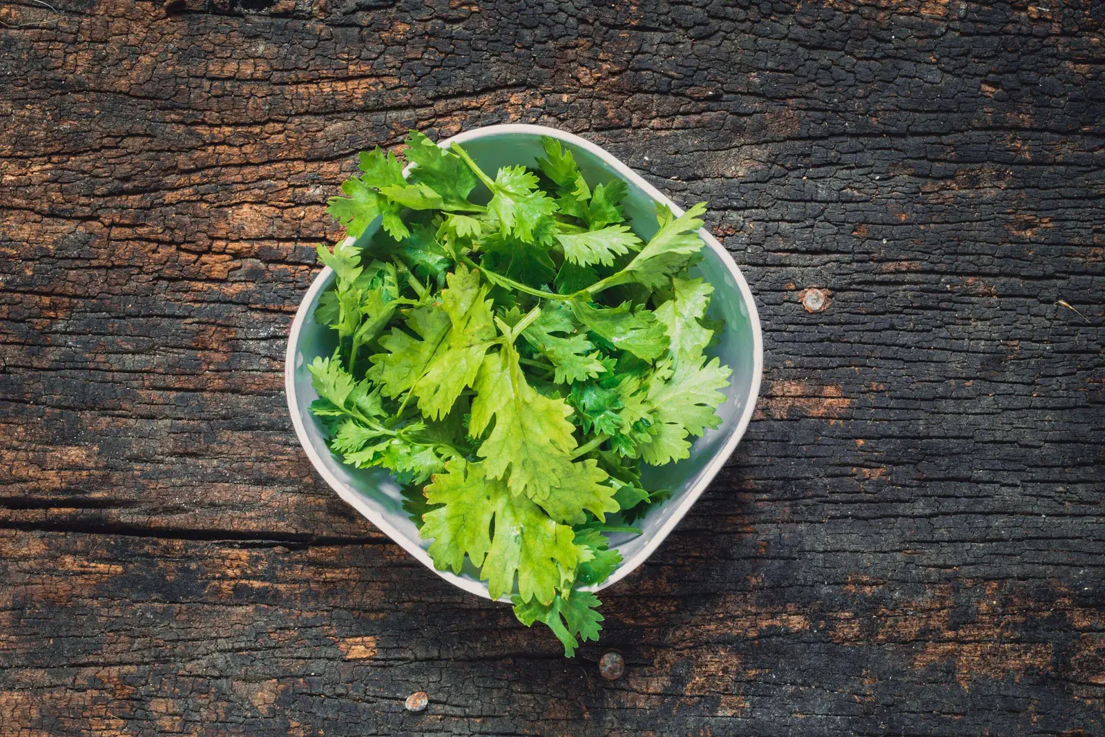 خواص گشنیز برای یبوست: بررسی علمی، فواید و نکات مهم مصرف