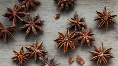 خواص بادیان ستاره‌ای و نقش آن در مدیریت وزن: بررسی علمی