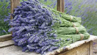 خواص اسطوخودوس برای رحم: بررسی علمی فواید، عوارض و نحوه مصرف ایمن