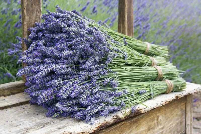 خواص اسطوخودوس برای رحم: بررسی علمی فواید، عوارض و نحوه مصرف ایمن