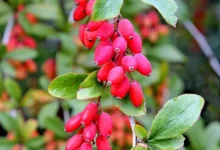 خواص آب زرشک برای سلامت رحم و بانوان