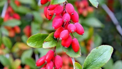 خواص آب زرشک برای سلامت رحم و بانوان
