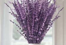 خواص اسطوخودوس برای عفونت: بررسی شواهد علمی، نحوه مصرف و موارد احتیاط