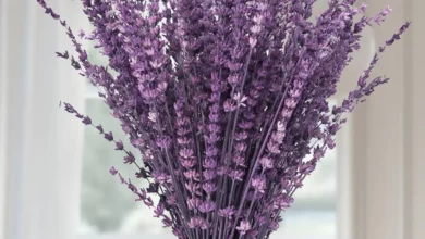 خواص اسطوخودوس برای عفونت: بررسی شواهد علمی، نحوه مصرف و موارد احتیاط