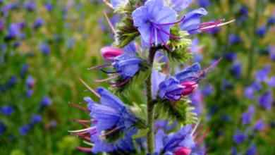 گل گاوزبان برای اعصاب: راهنمای جامع و علمی
