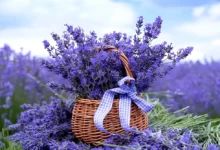 خواص اسطوخودوس برای مغز: آرامش، خواب و حافظه