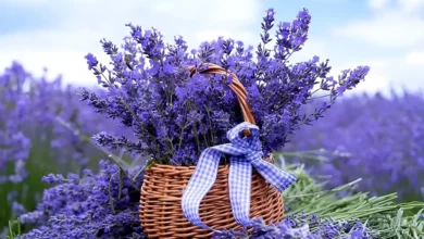 خواص اسطوخودوس برای مغز: آرامش، خواب و حافظه
