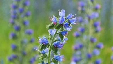 خواص گل گاوزبان برای پریود و سلامت زنان: راهنمای جامع و علمی