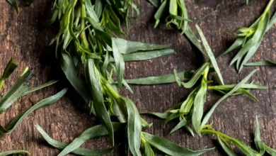 خواص ترخون برای بوی بد دهان: بررسی علمی خواص، نحوه مصرف و نکات احتیاطی