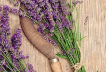 خواص اسطوخودوس برای استرس، اضطراب و آرامش: راهنمای جامع و علمی