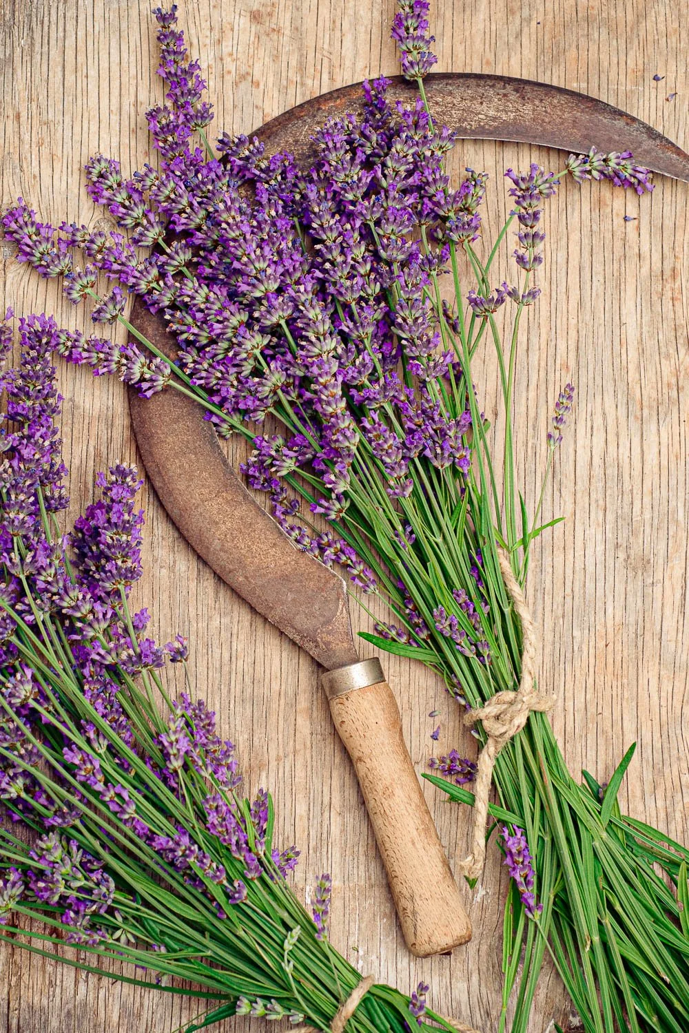 خواص اسطوخودوس برای استرس، اضطراب و آرامش: راهنمای جامع و علمی
