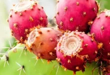 آیا کاکتوس خوردنی است؟ راهنمای کامل گونه‌های خوراکی و نکات ایمنی