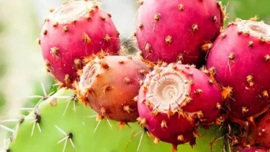 آیا کاکتوس خوردنی است؟ راهنمای کامل گونه‌های خوراکی و نکات ایمنی