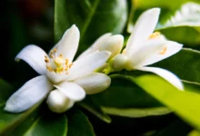 خواص عرق بهار نارنج برای صورت: راهنمای جامع و علمی